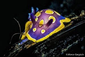 Nudy over the Mussels by Marco Gargiulo 